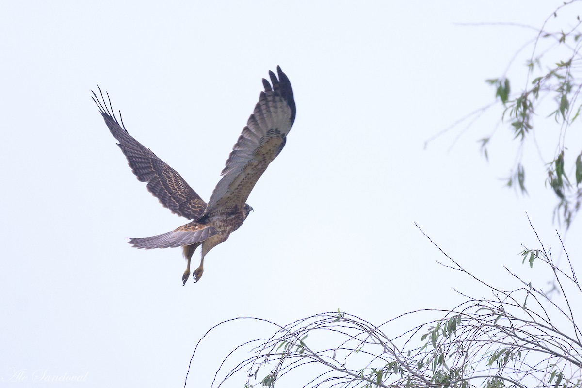 Variable Hawk - Alejandro Sandoval