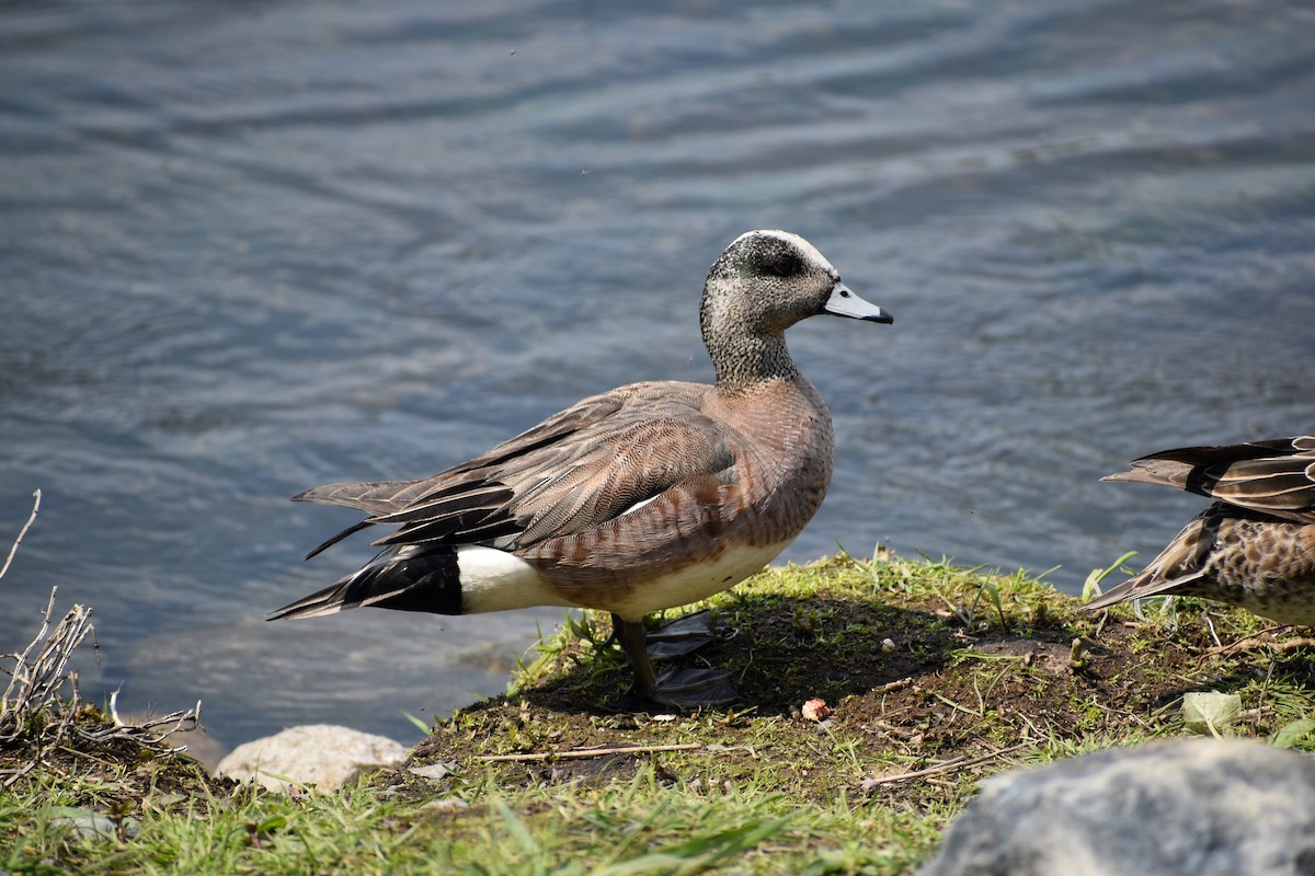 American Wigeon - Kristen Apolloni