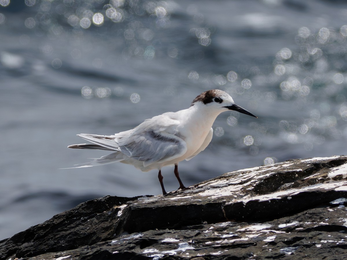 Roseate Tern - Ng SH