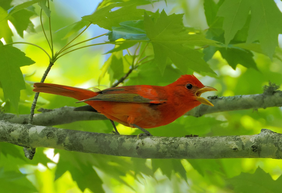 Summer Tanager - Alfred Daniel J