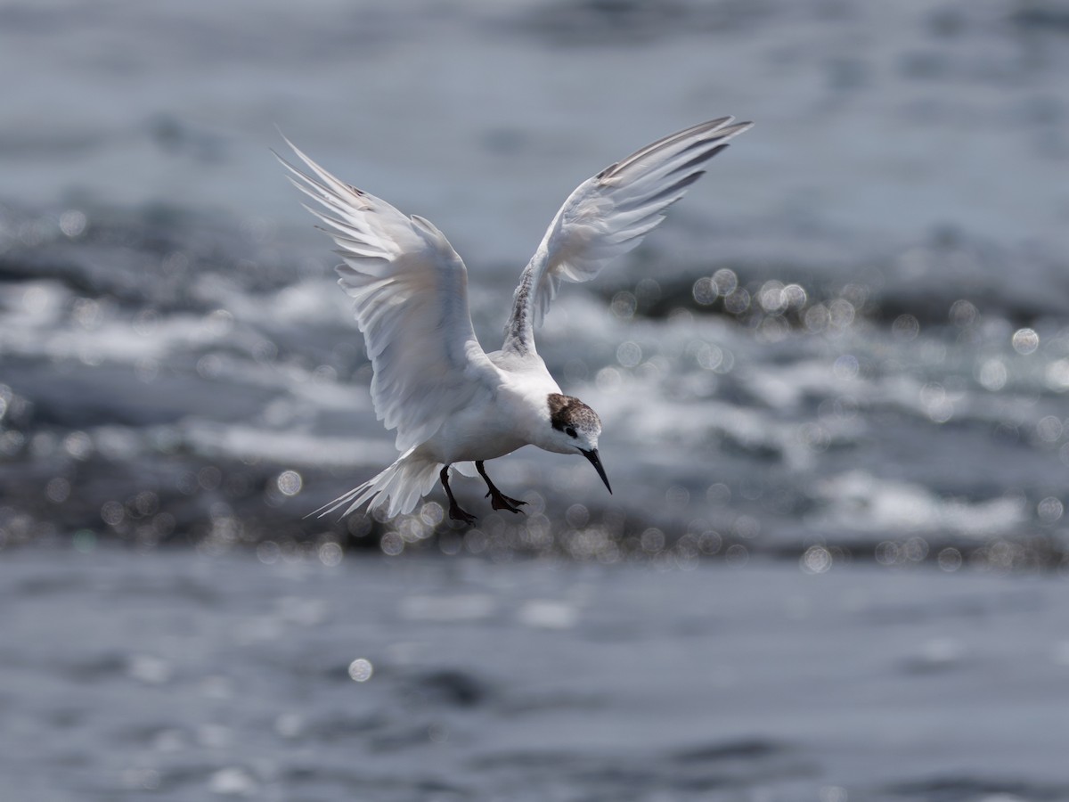 Roseate Tern - Ng SH