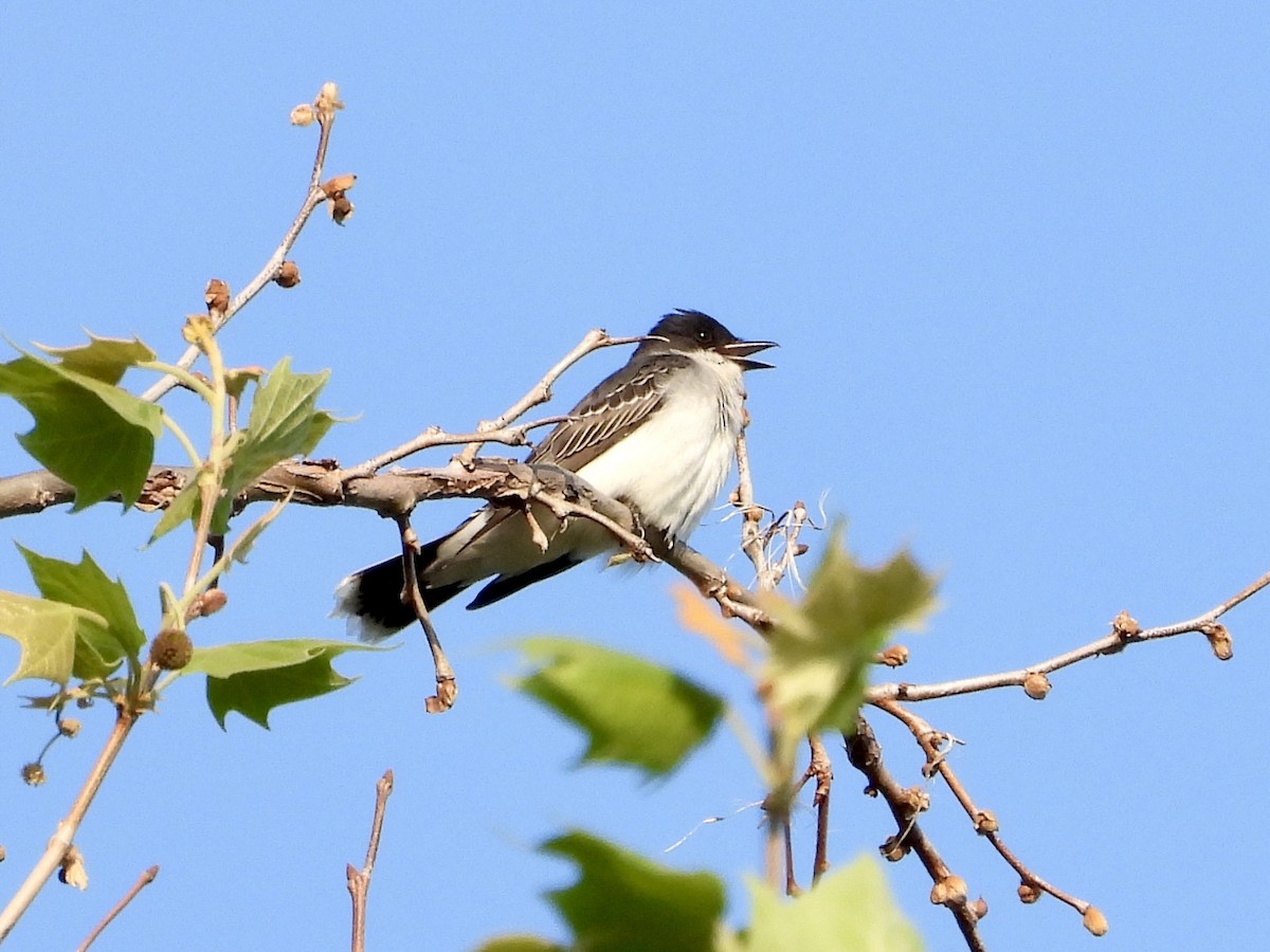 Eastern Kingbird - ML618997851