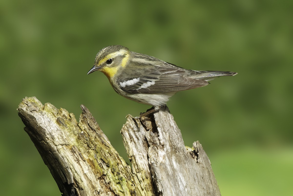 Blackburnian Warbler - Peter Darcy