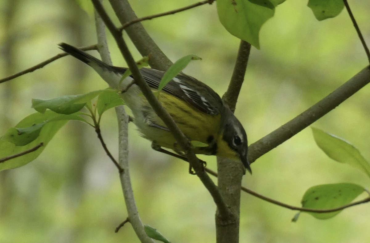 Magnolia Warbler - Kirra Loves Cats