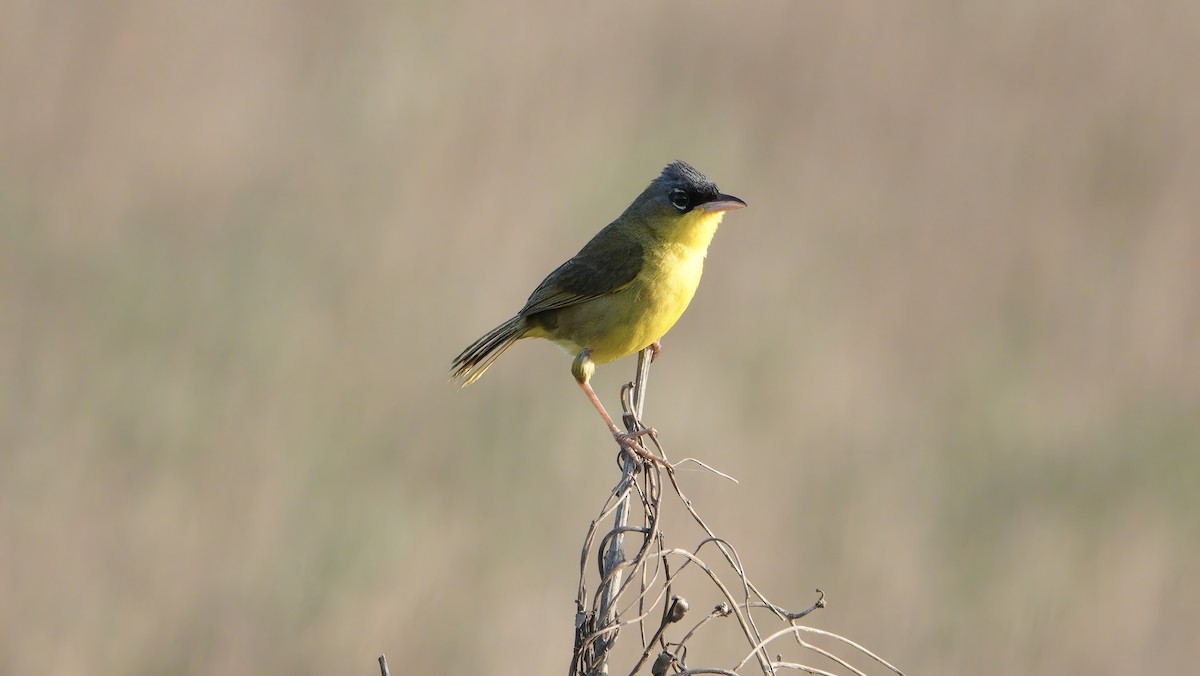 Gray-crowned Yellowthroat - Wink Gross