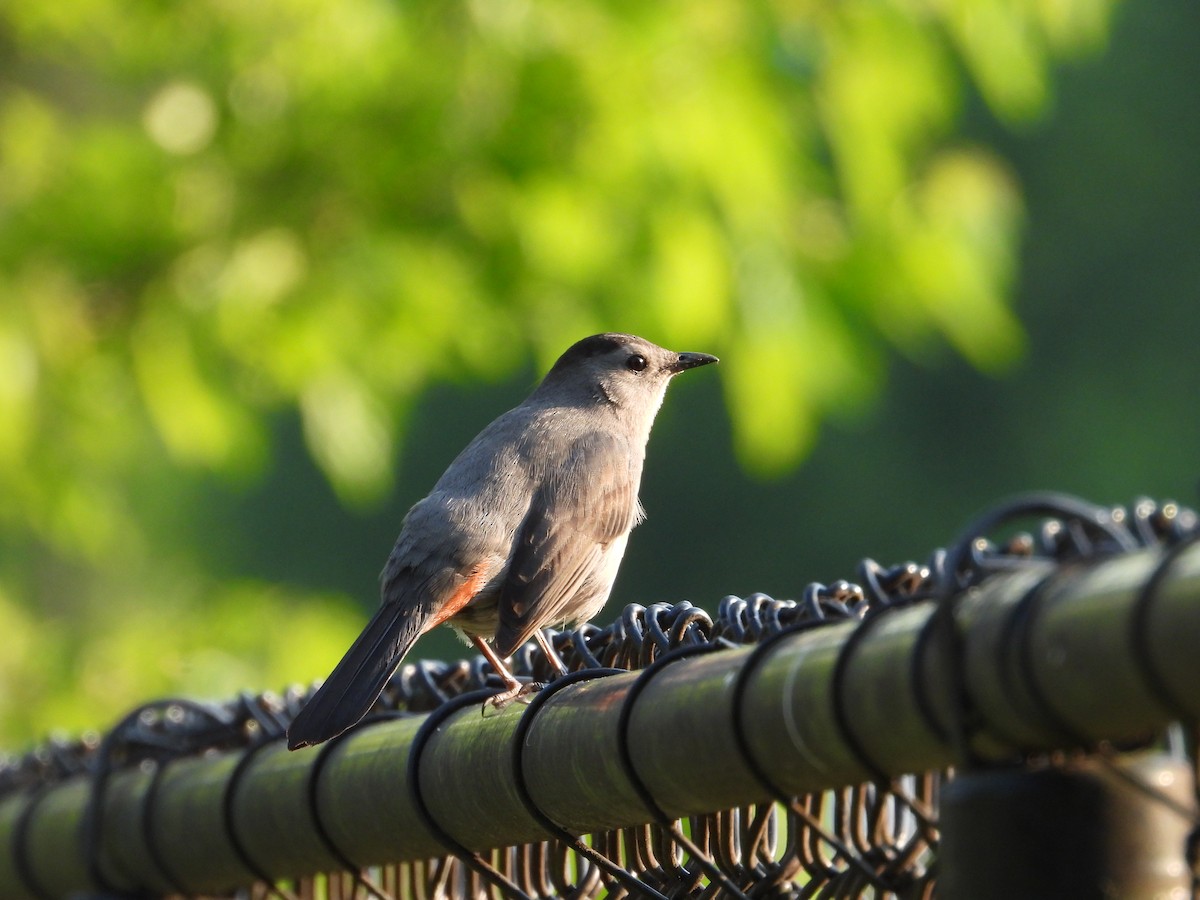 Gray Catbird - ML618997878