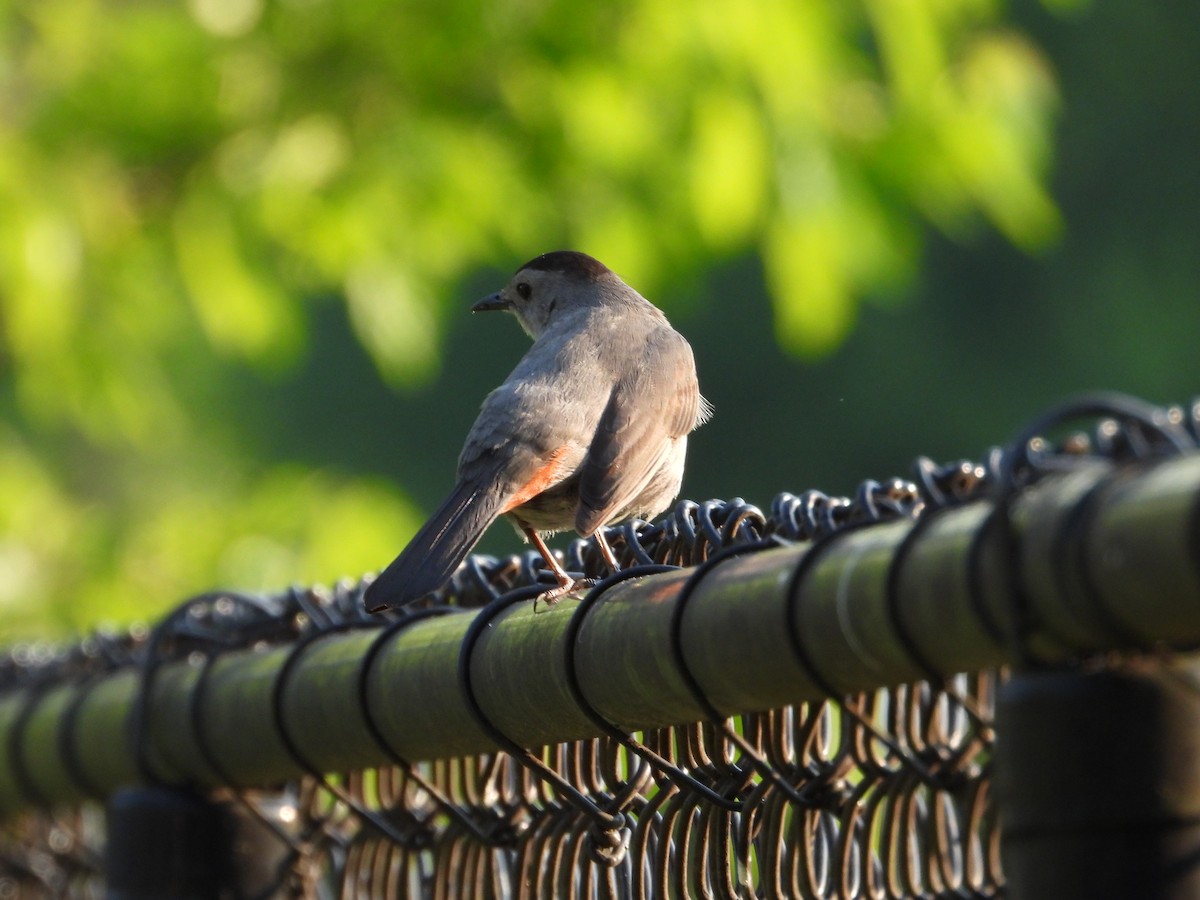 Gray Catbird - Robin M