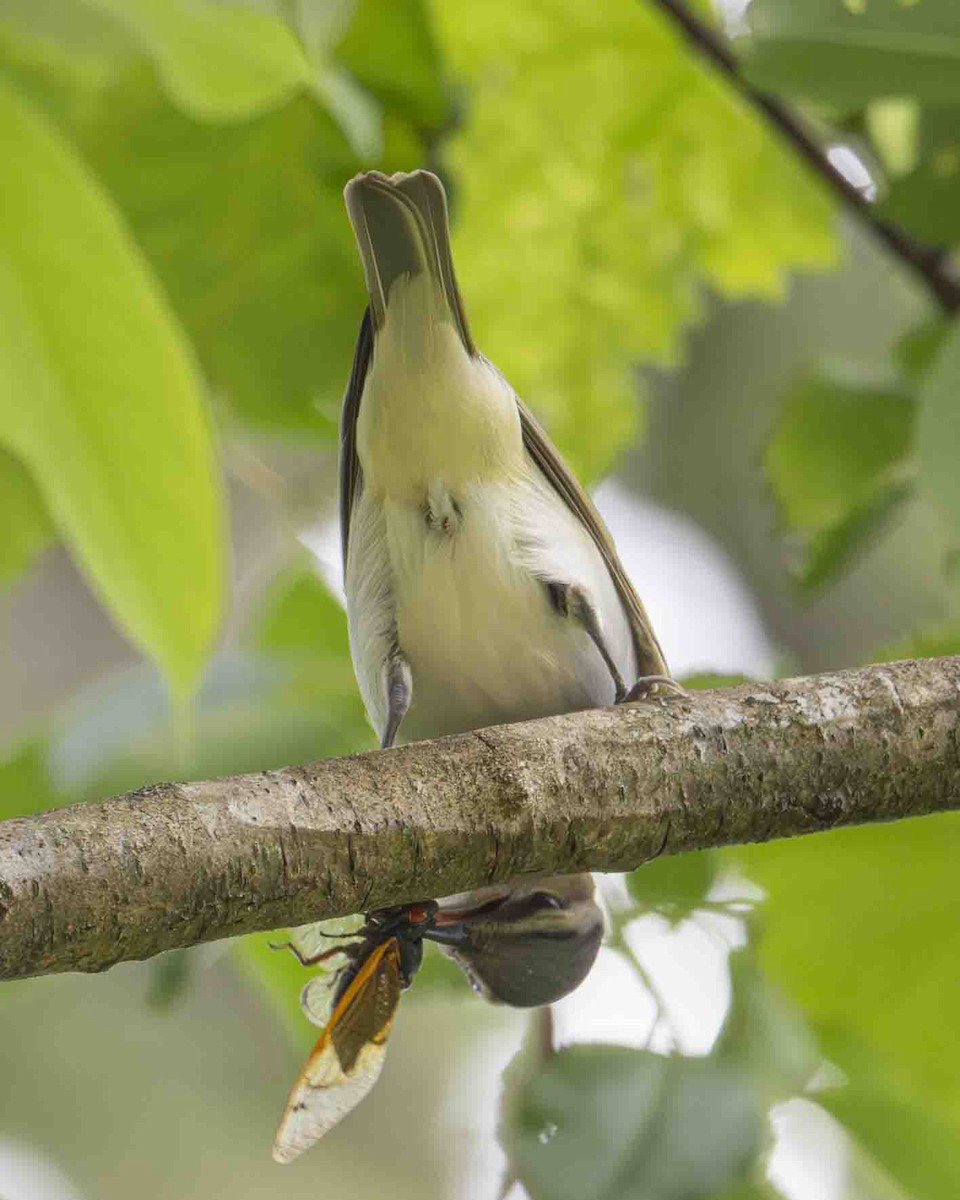 Red-eyed Vireo - ML618997888