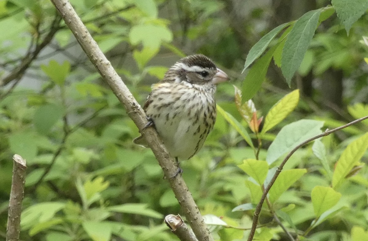 Rose-breasted Grosbeak - Kirra Loves Cats