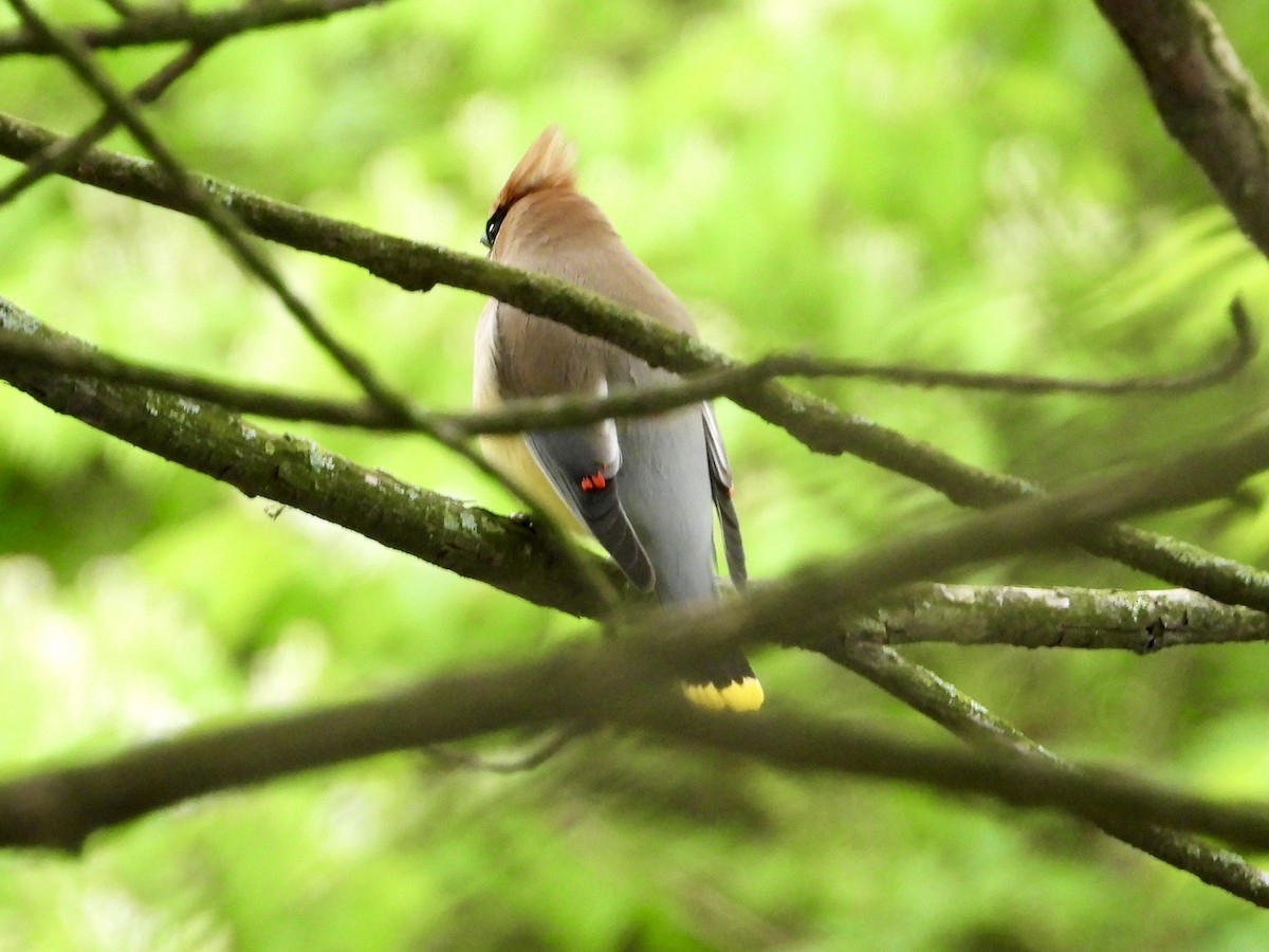 Cedar Waxwing - ML618997901