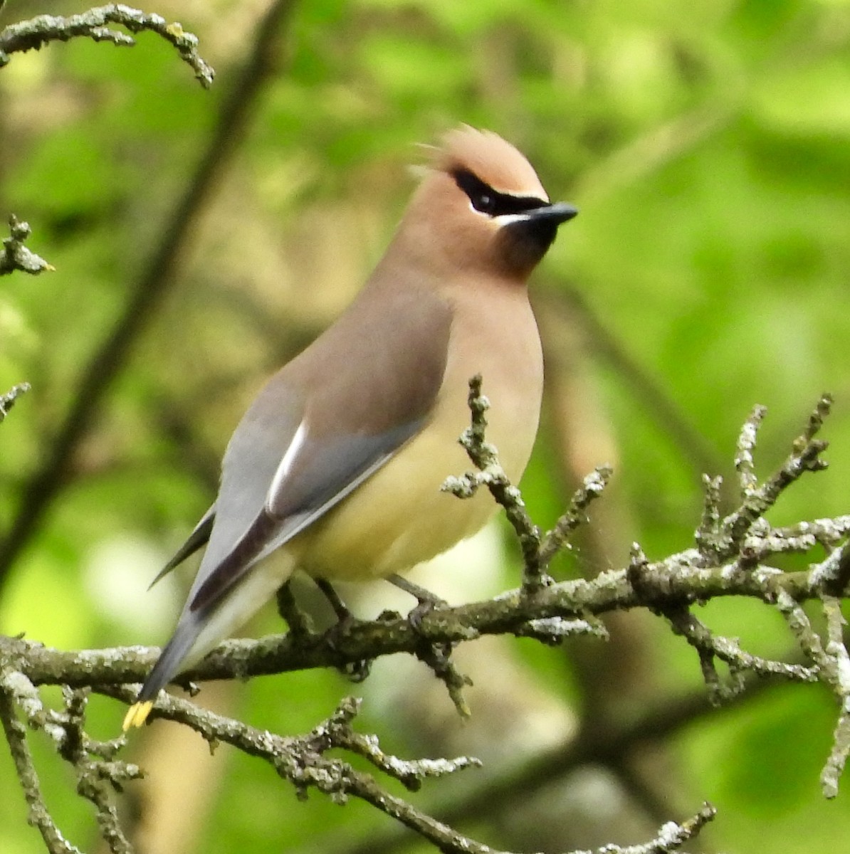 Cedar Waxwing - ML618997902