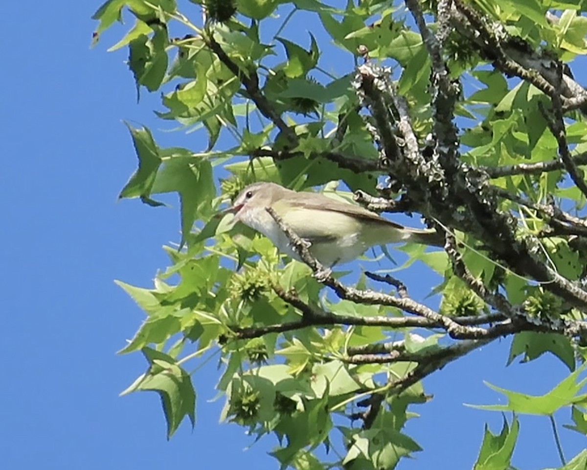 Warbling Vireo - ML618997924