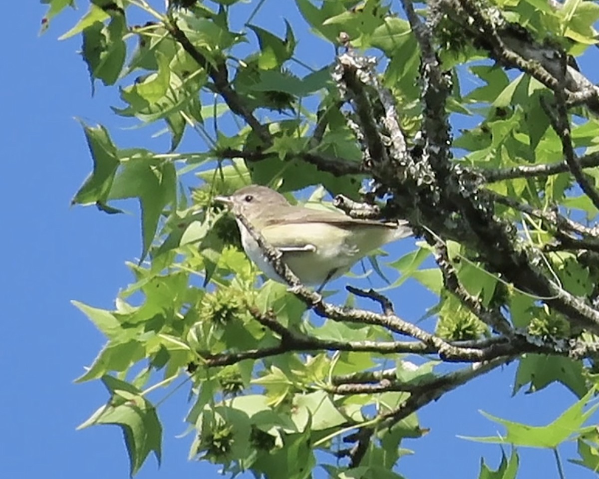 Warbling Vireo - ML618997925