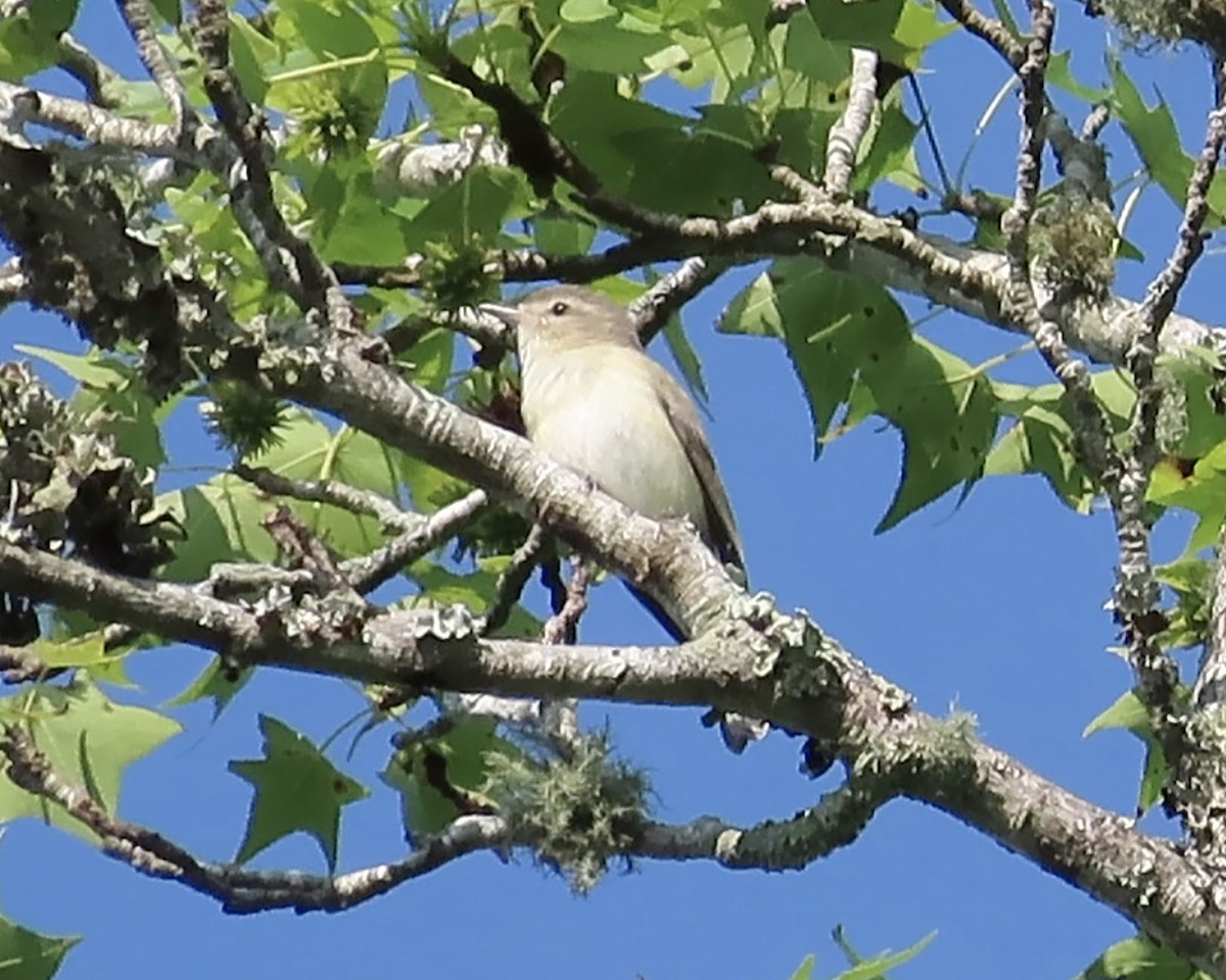 Warbling Vireo - ML618997926