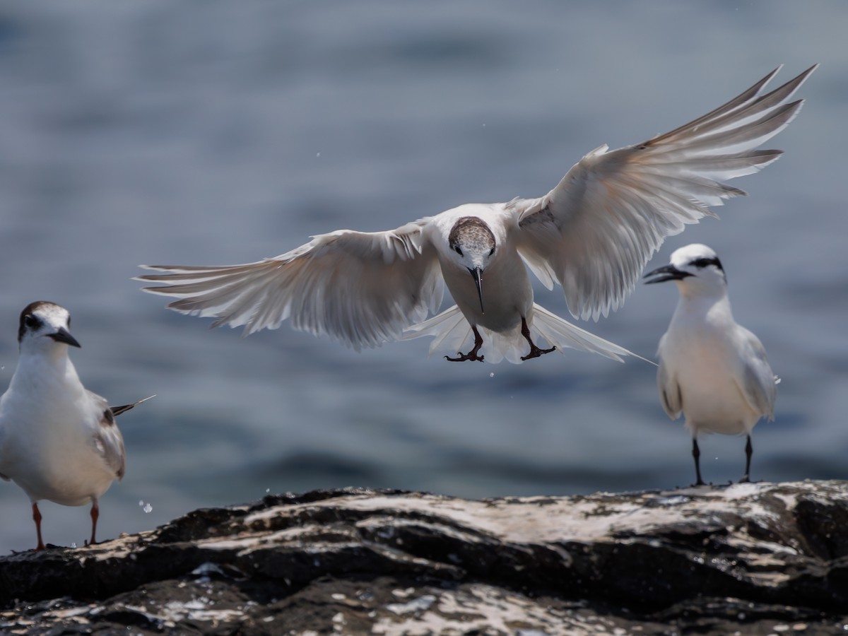 Roseate Tern - Ng SH