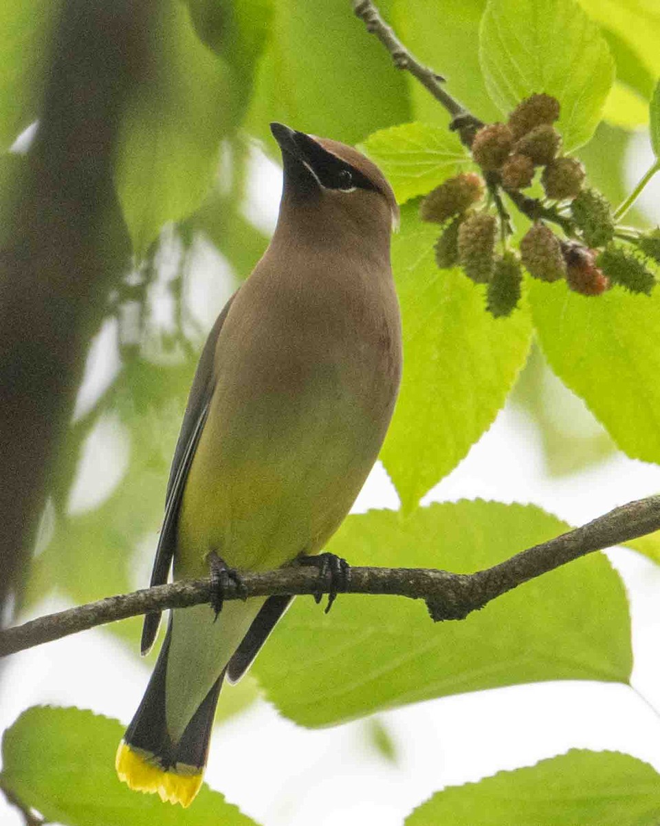 Cedar Waxwing - ML618997986