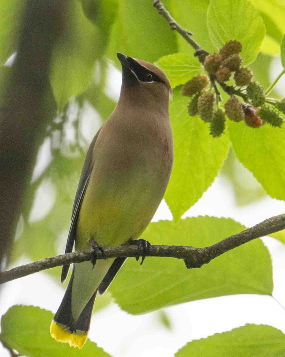 Cedar Waxwing - Gary Hofing