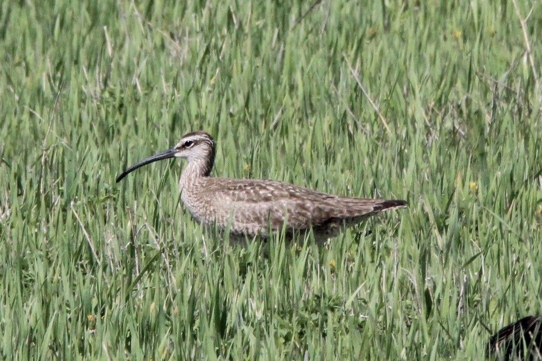 Whimbrel - ML618998004