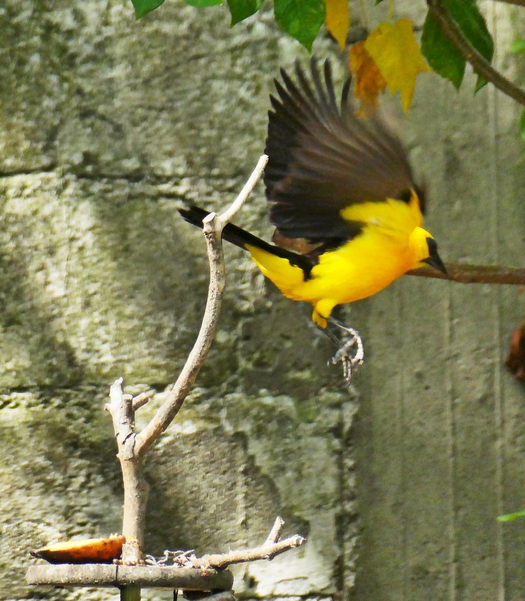 Oriole Blackbird - ML618998009