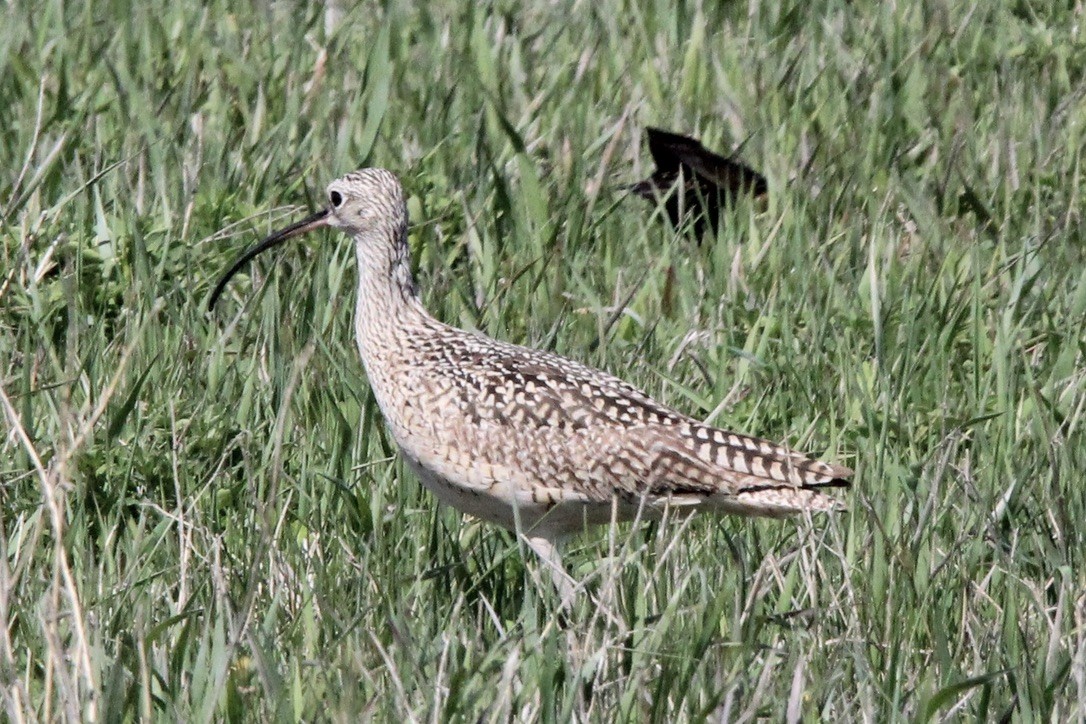 Long-billed Curlew - ML618998040