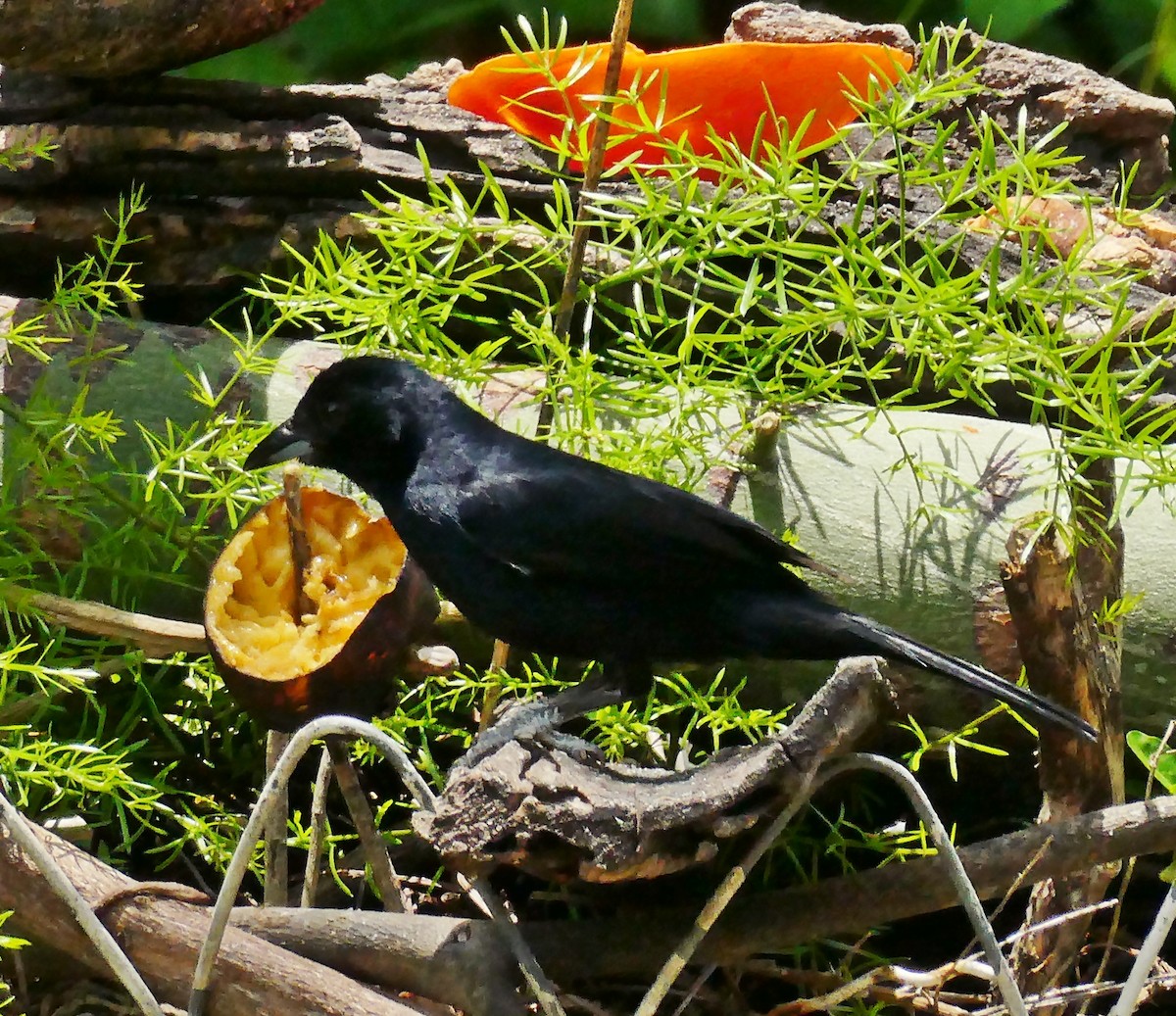 White-lined Tanager - Carlos Navea