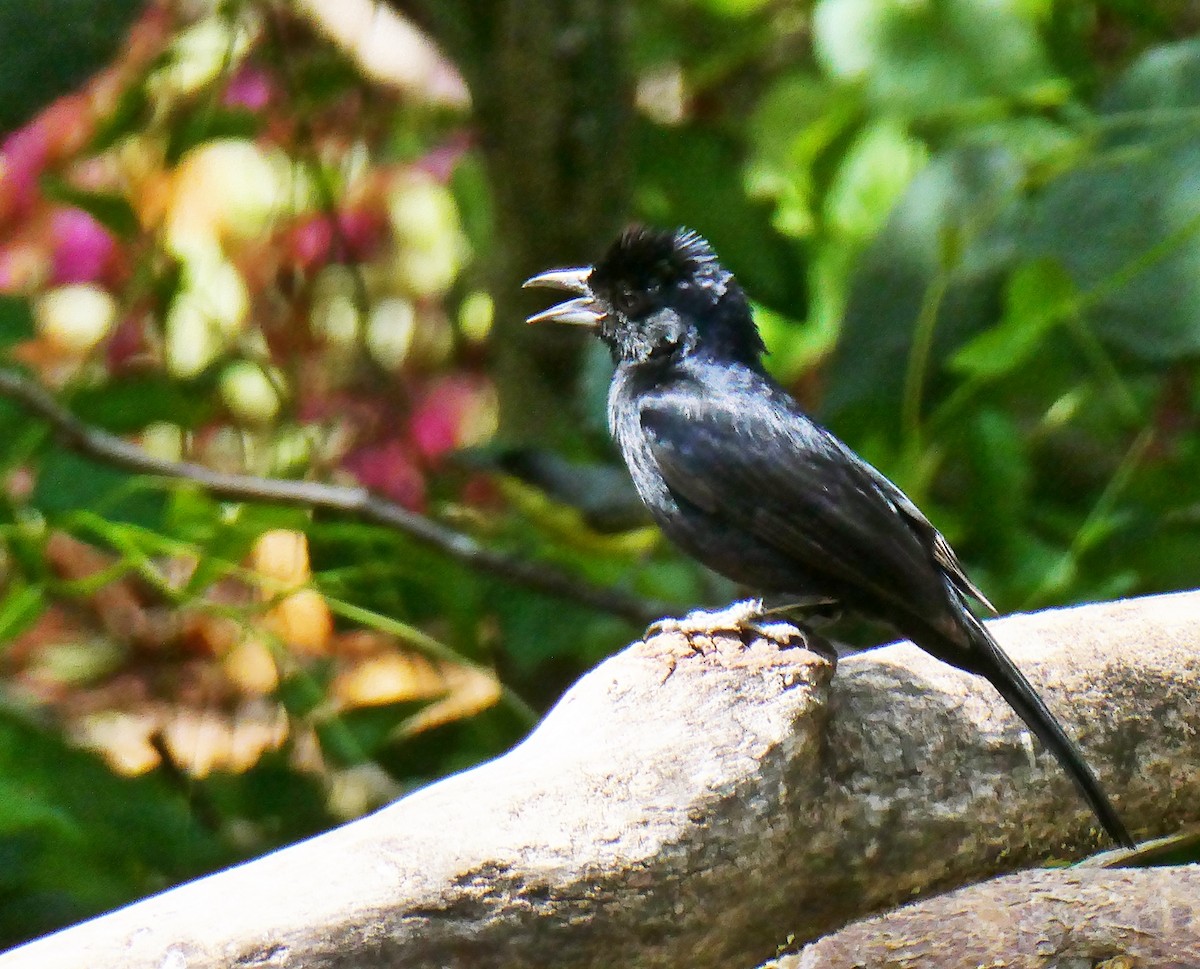 White-lined Tanager - ML618998086