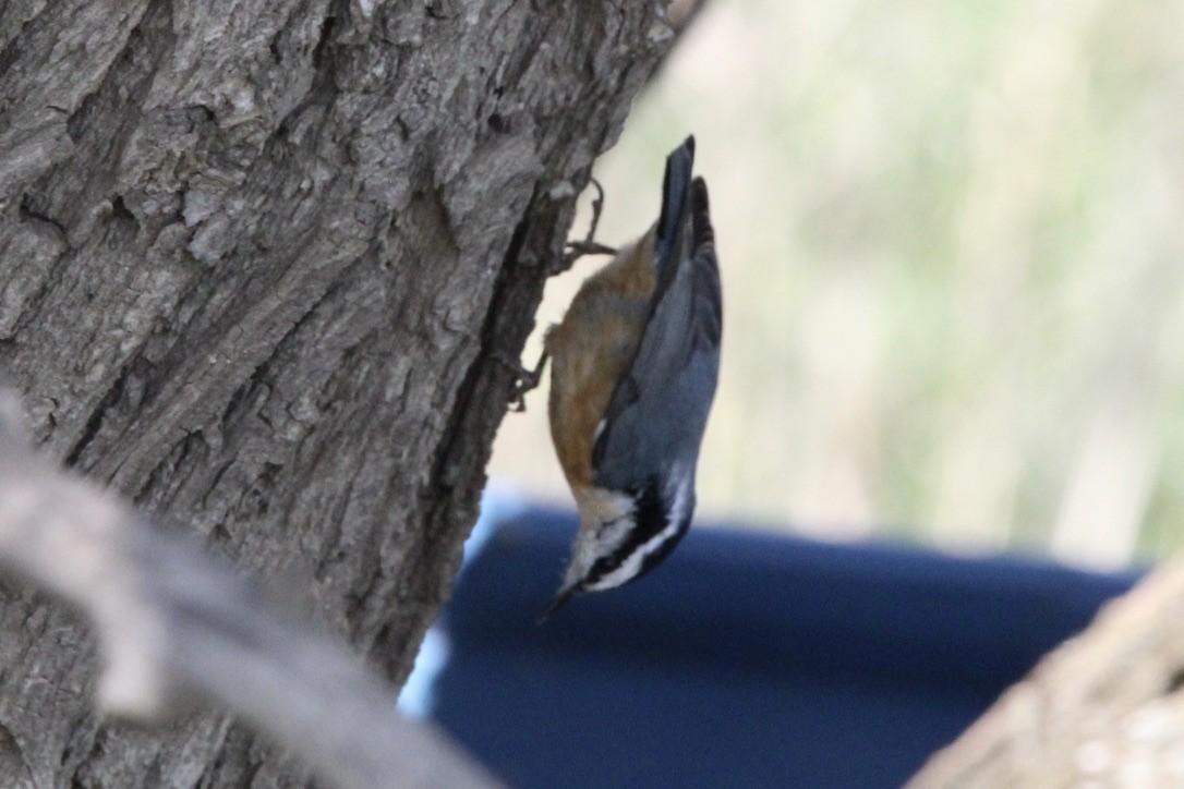 Red-breasted Nuthatch - Quinn Desilets