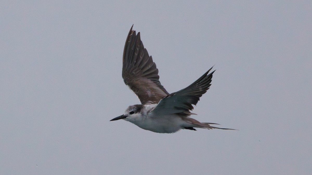 Bridled Tern - Ng SH