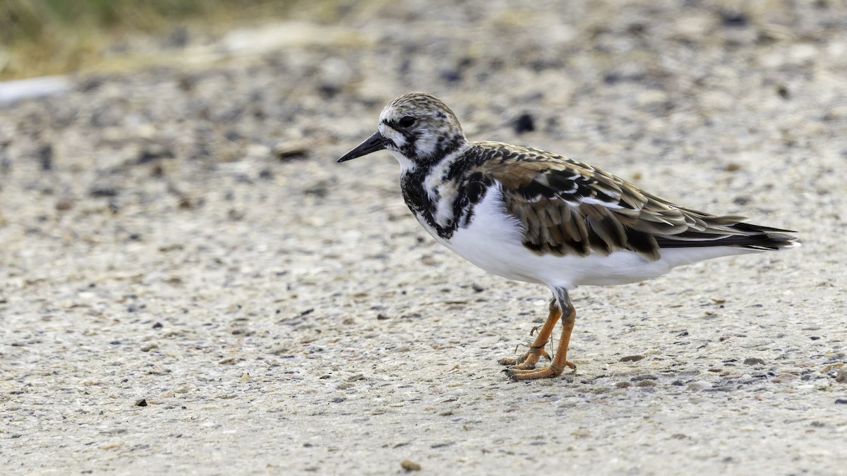 Ruddy Turnstone - Robert Tizard