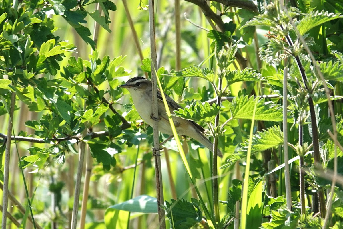 Sedge Warbler - ML618998126