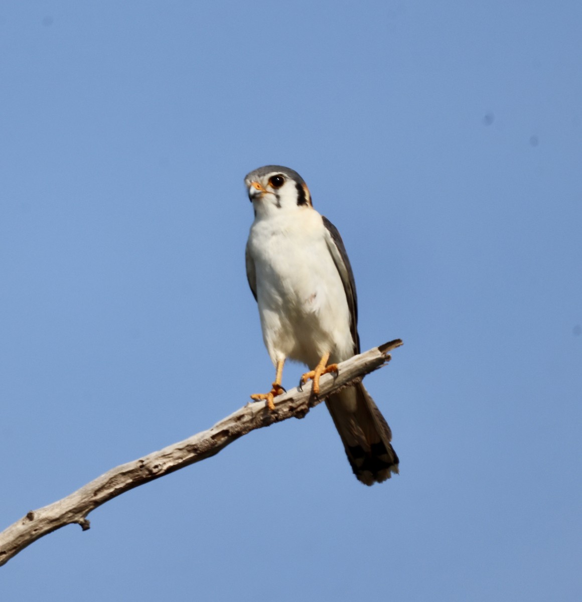 American Kestrel - ML618998130