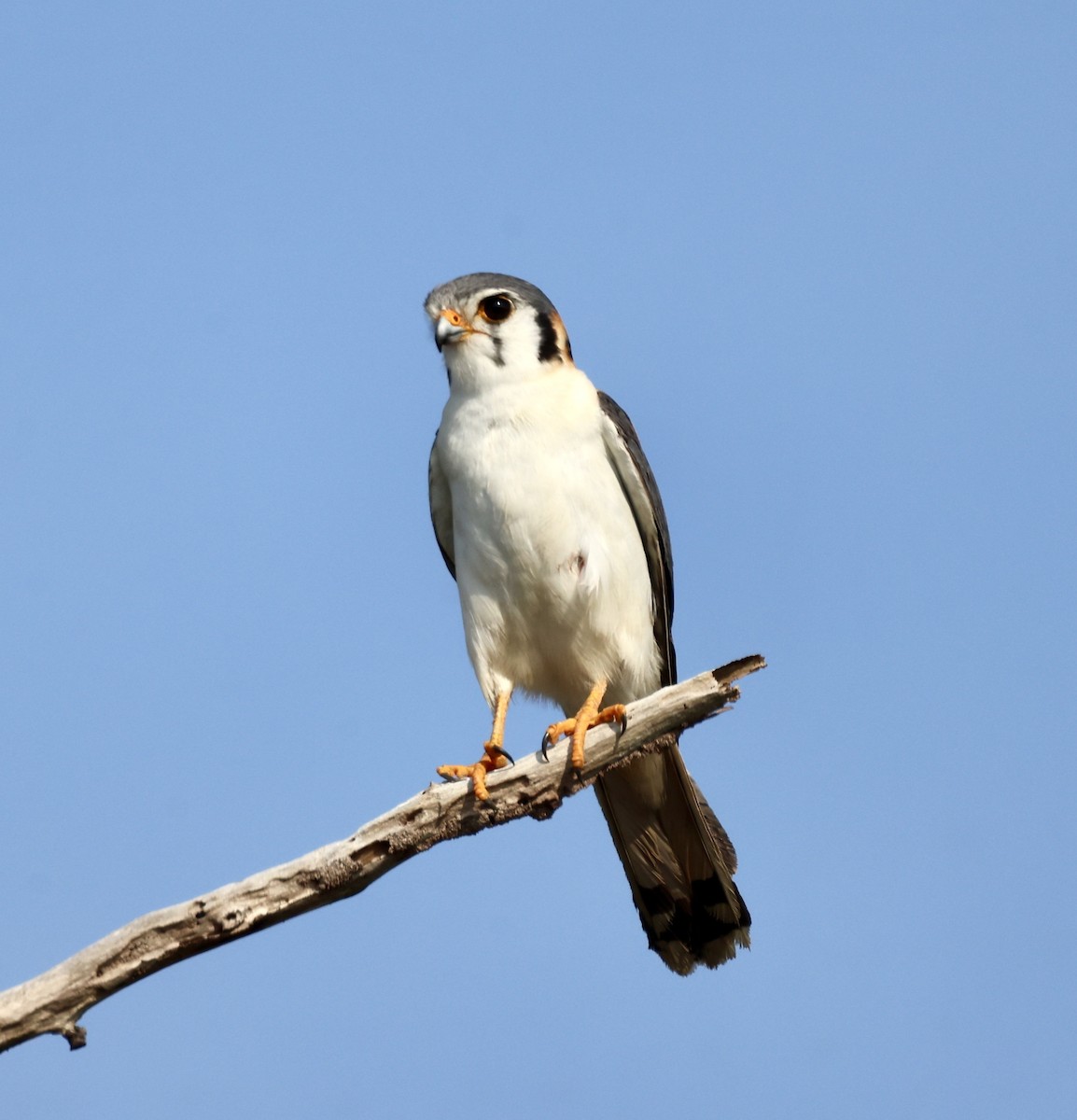 American Kestrel - ML618998134