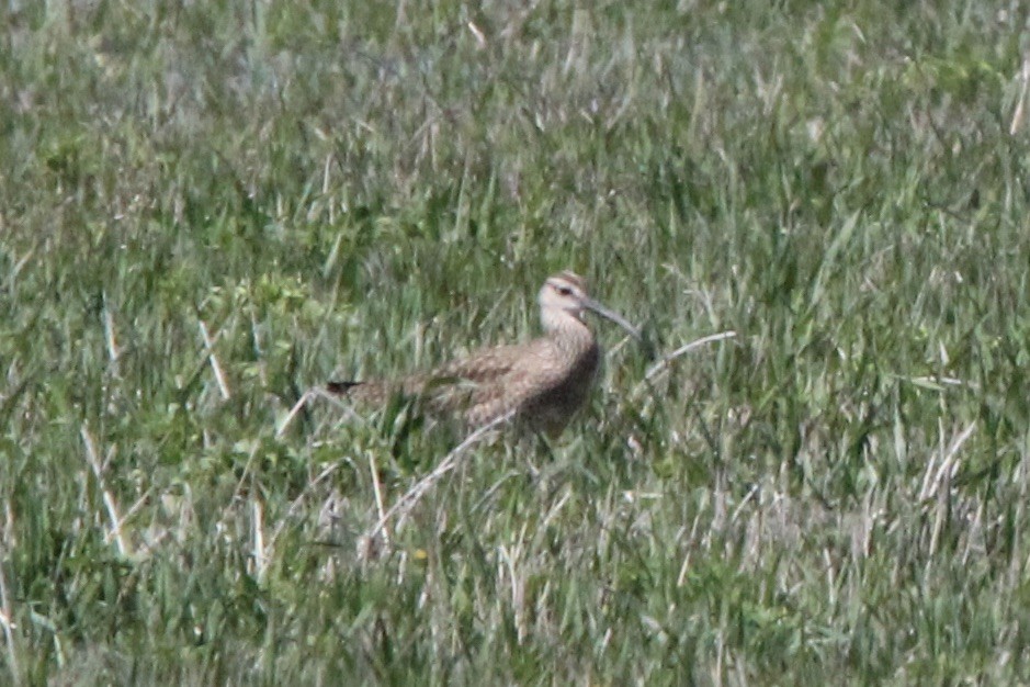 Regenbrachvogel - ML618998138