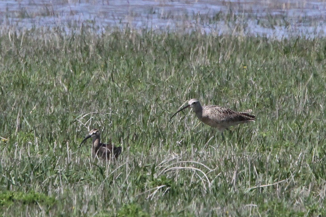 Long-billed Curlew - ML618998143