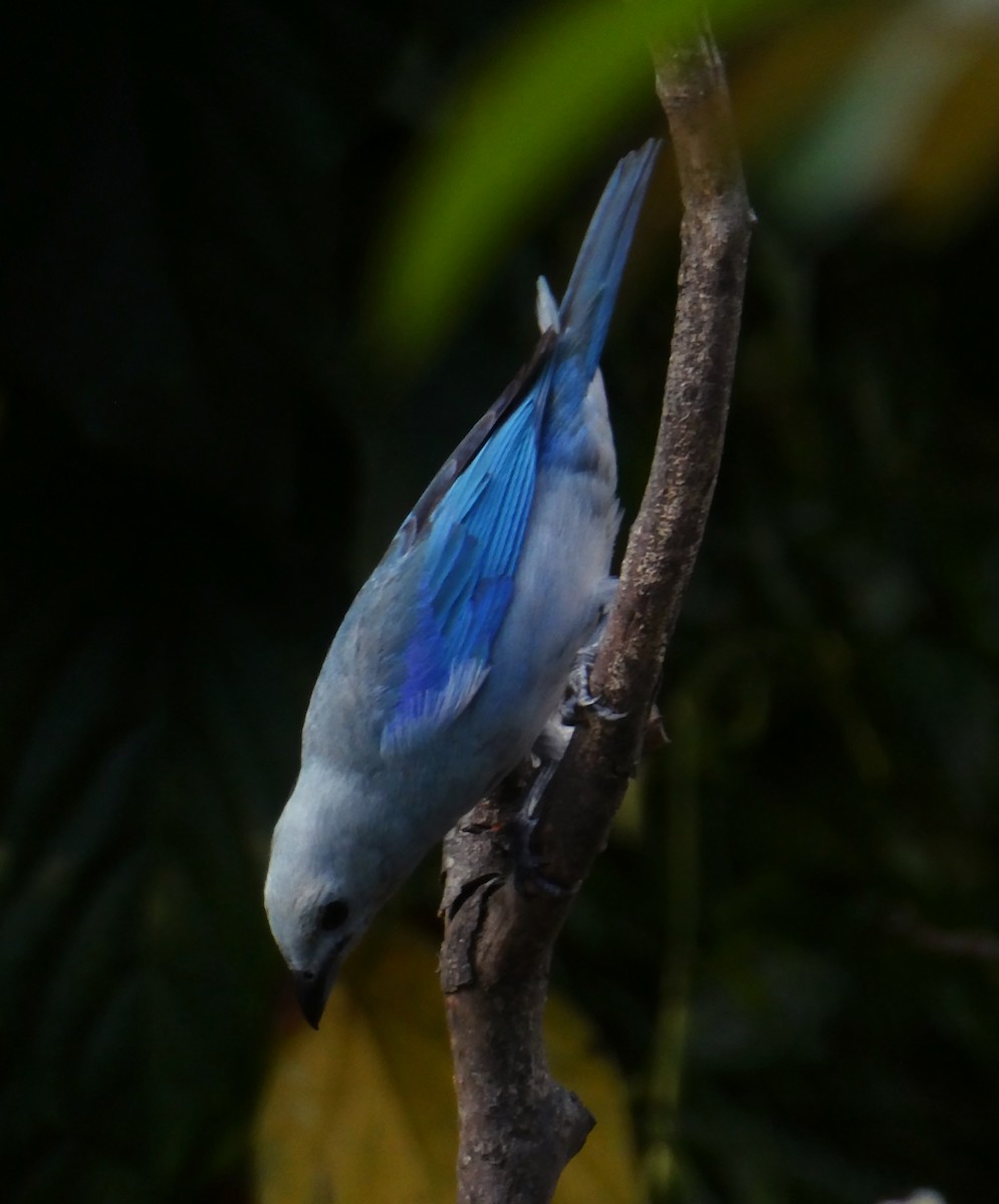 Blue-gray Tanager - ML618998145
