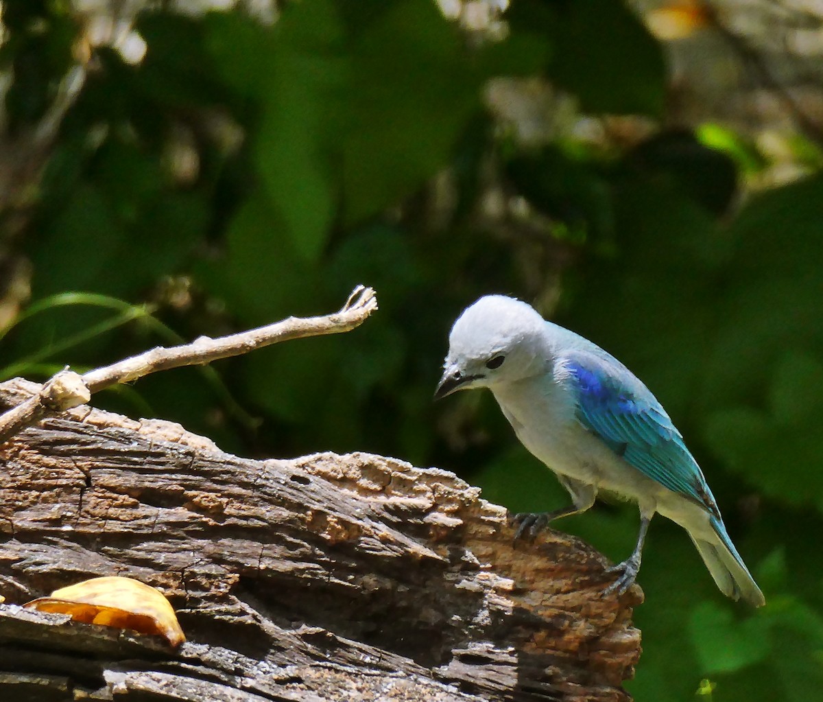 Blue-gray Tanager - ML618998146