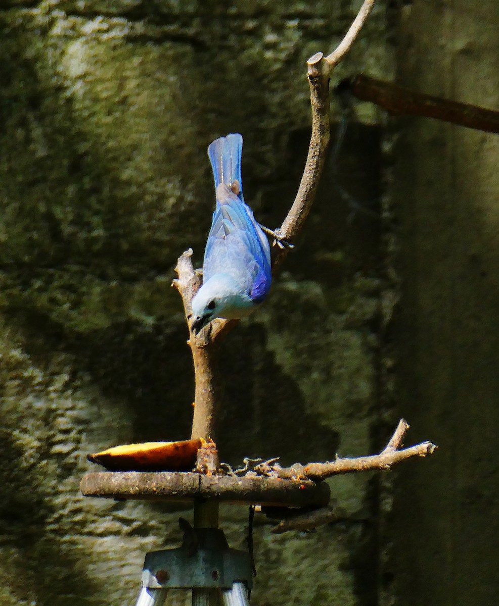 Blue-gray Tanager - ML618998147