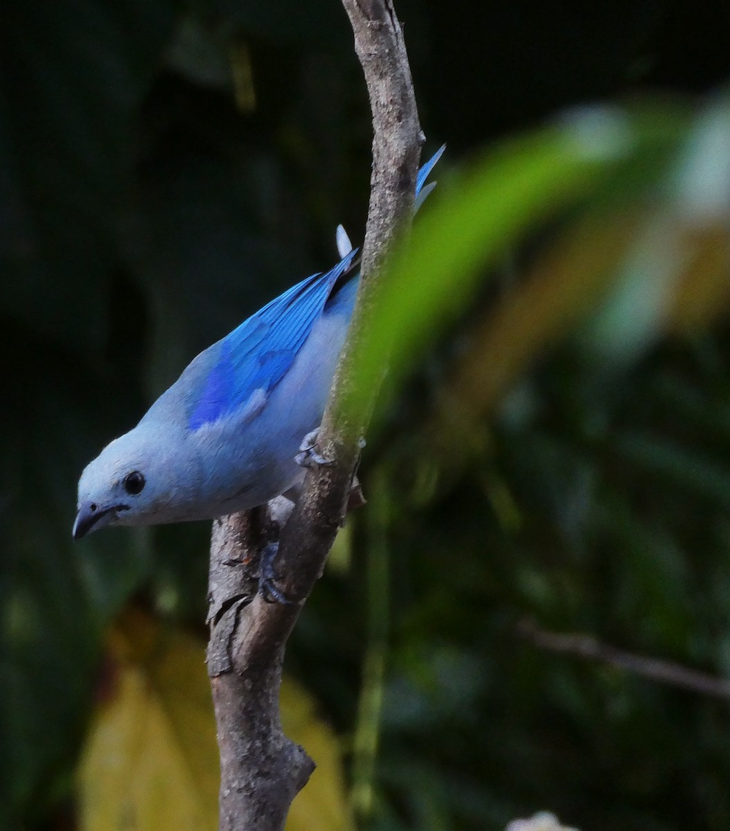 Blue-gray Tanager - ML618998152