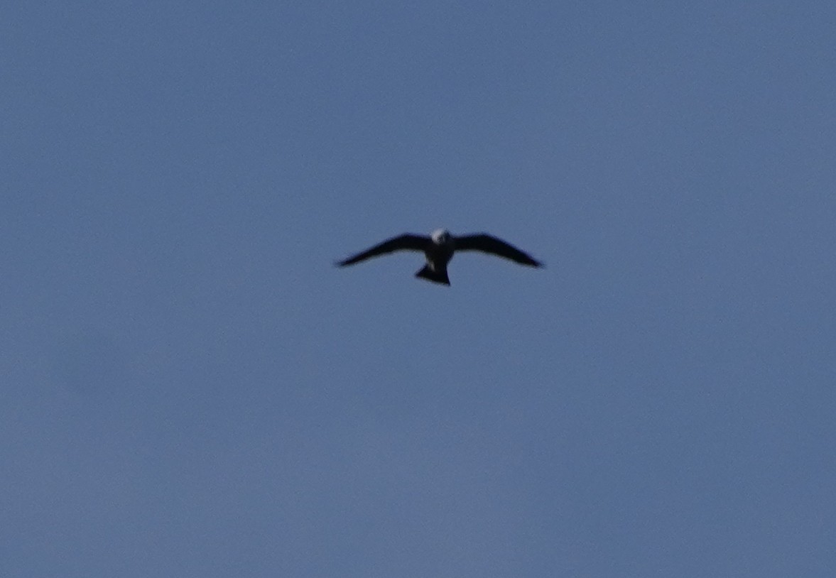 Mississippi Kite - ML618998155