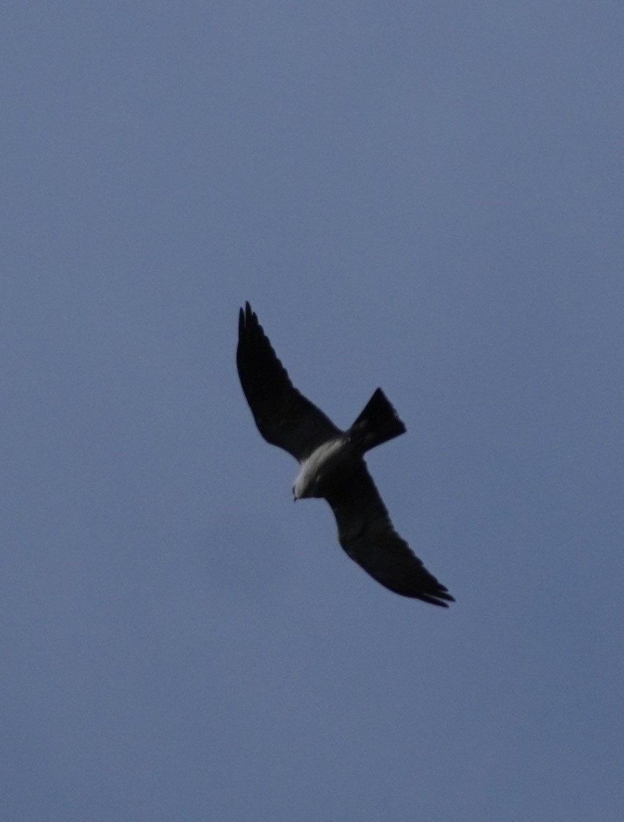 Mississippi Kite - ML618998156