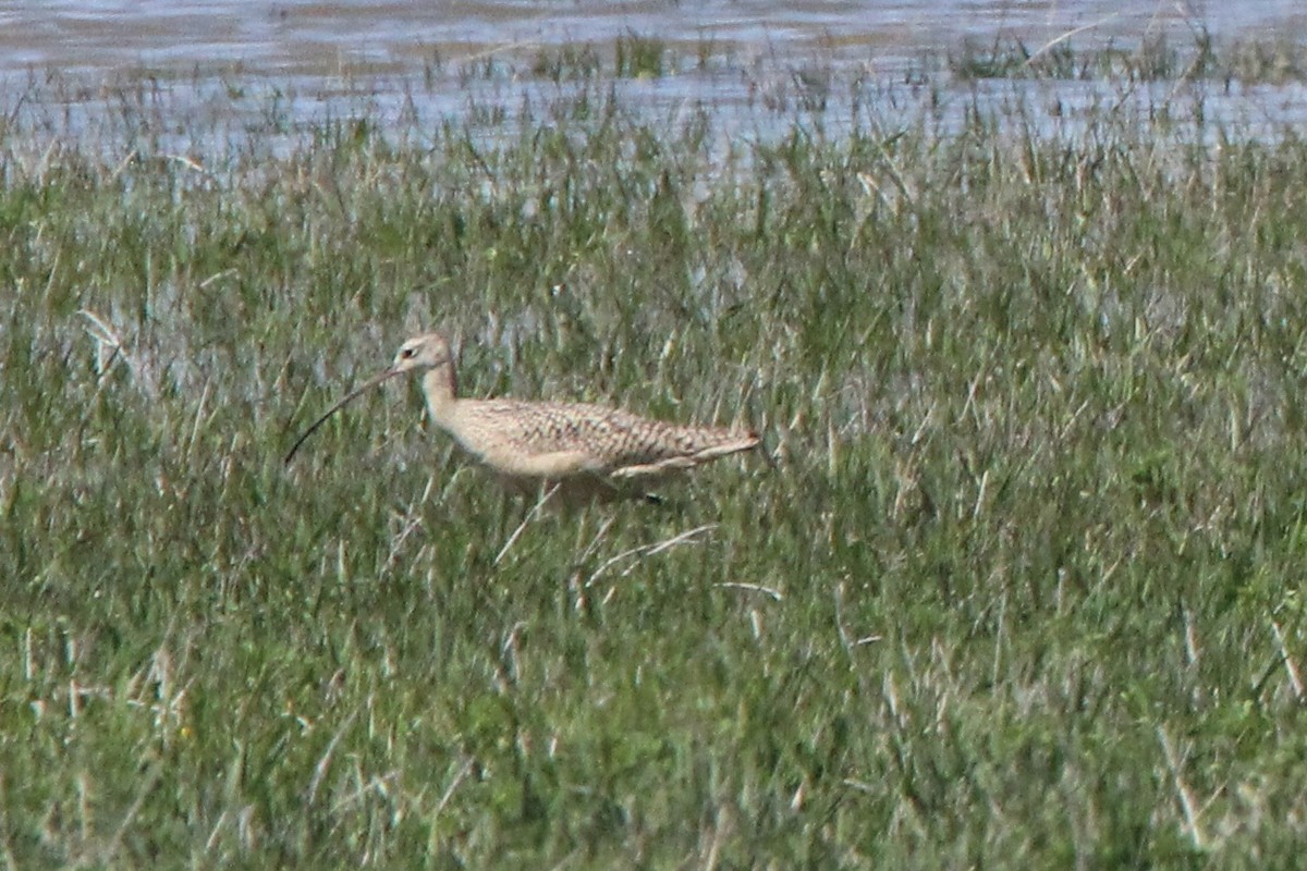 Long-billed Curlew - ML618998160