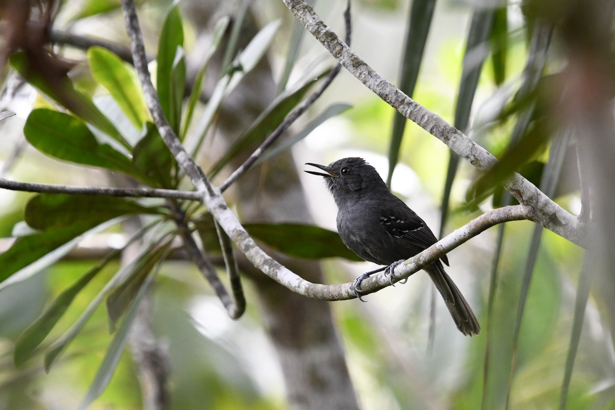 Parker's Antbird - Fernando Cediel Nacumero Birding