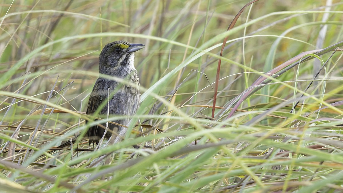 Seaside Sparrow (Gulf of Mexico) - Robert Tizard