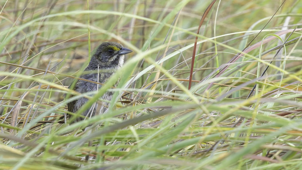 Seaside Sparrow (Gulf of Mexico) - Robert Tizard