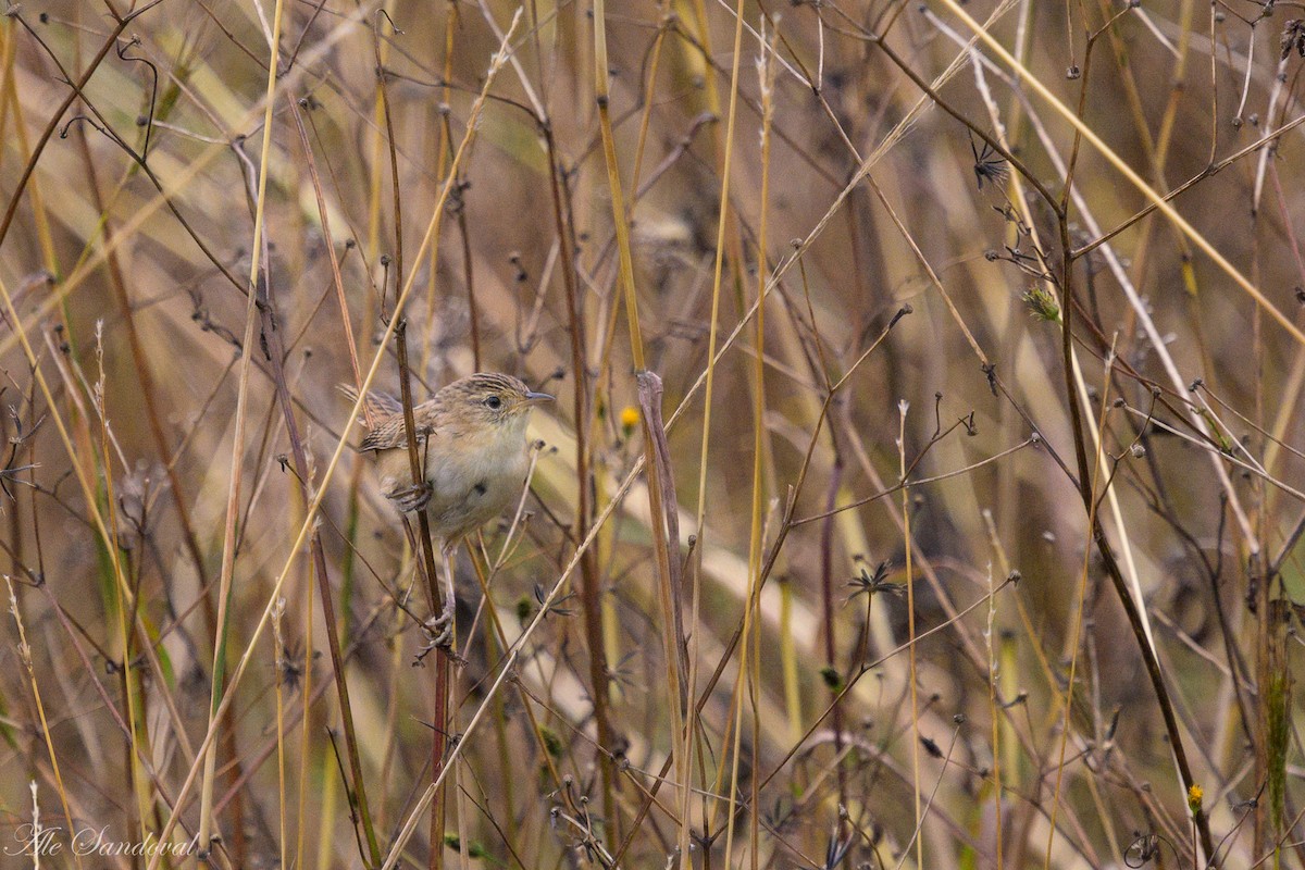 Grass Wren - Alejandro Sandoval