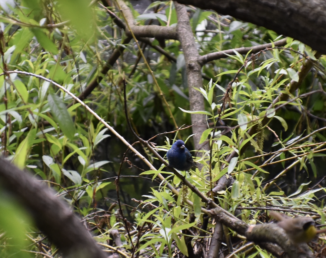 Indigo Bunting - ML618998280