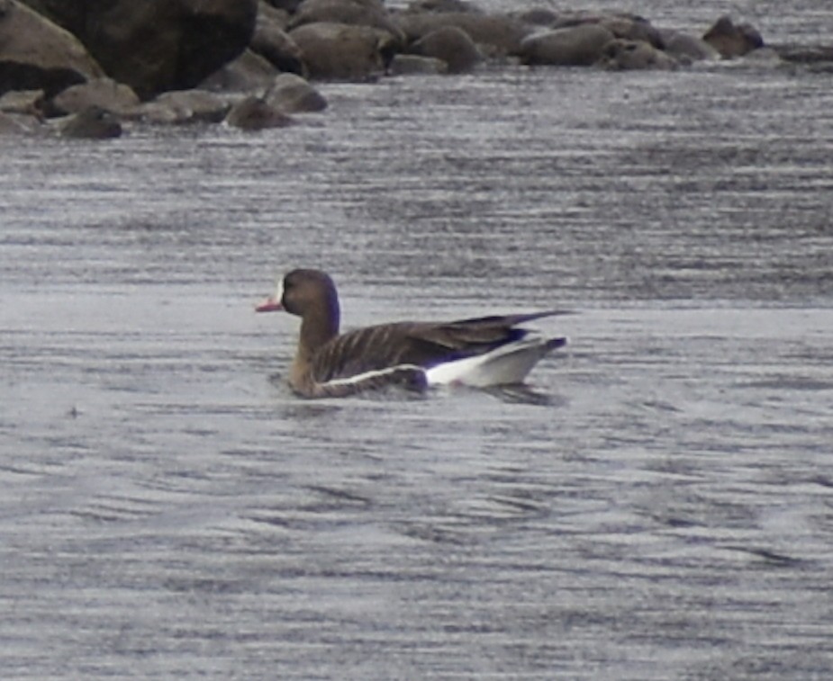 Greater White-fronted Goose - M. Rogers