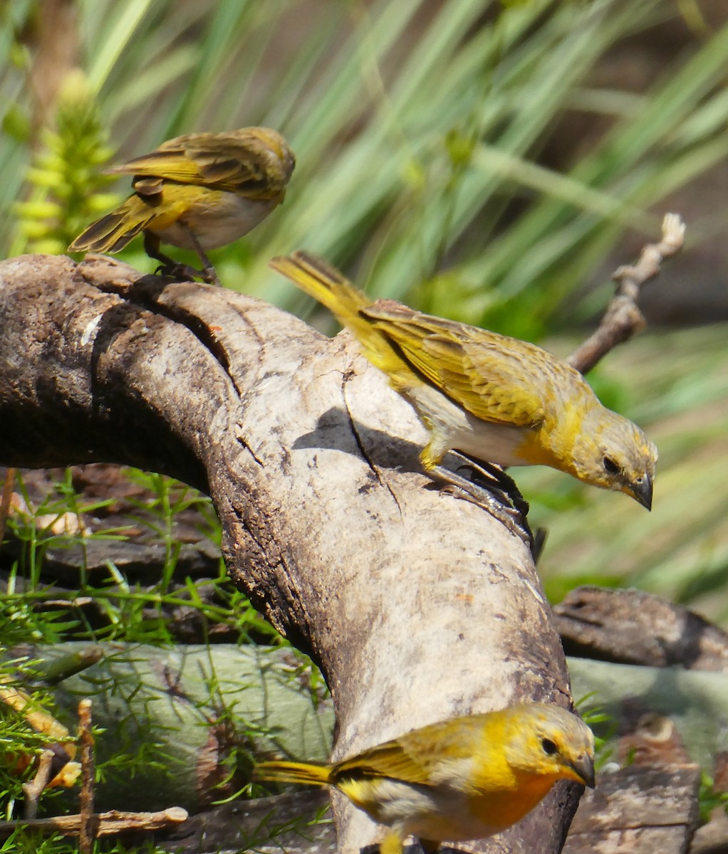 Saffron Finch - ML618998310