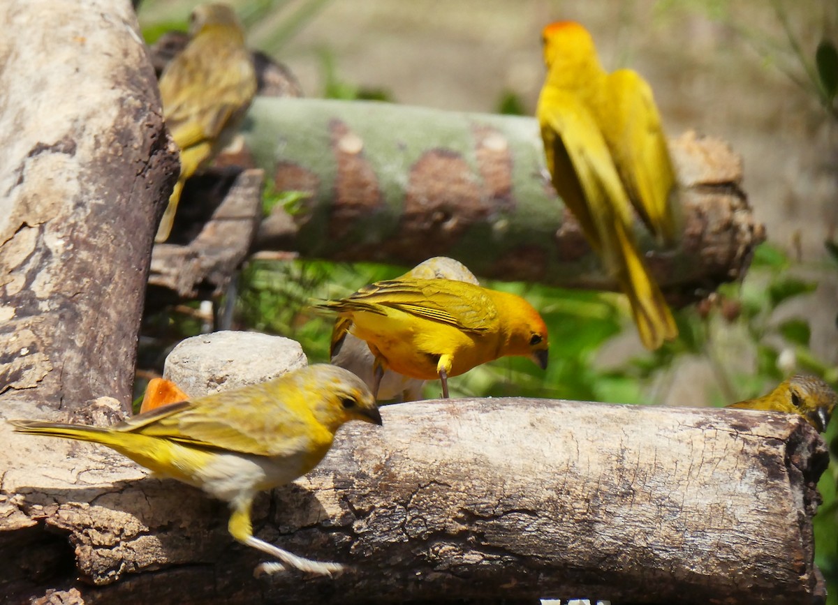 Saffron Finch - ML618998311