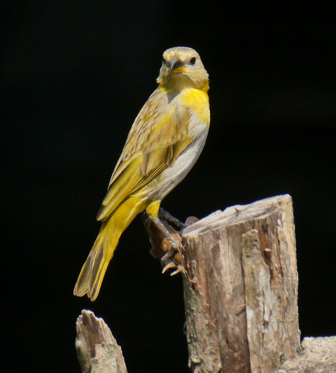 Saffron Finch - ML618998315